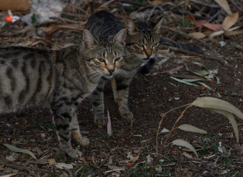 Two curious tabby cats wander through a garden filled with leaves and soft light during the evening hours.