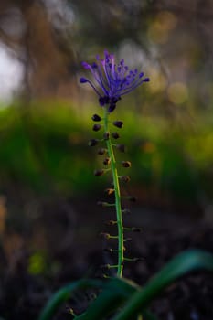 A striking purple flower reaches for the sky, surrounded by lush greenery on a tranquil afternoon.