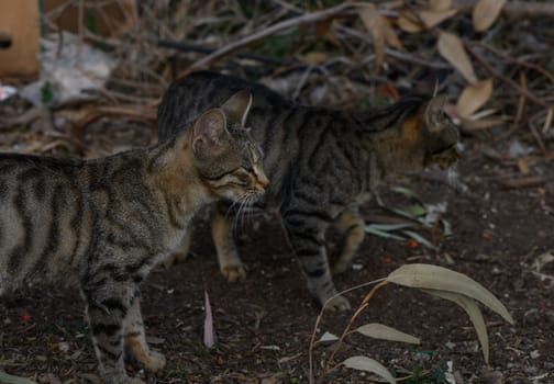 Two striped cats curiously wander through a garden cluttered with dried leaves, embodying feline elegance in nature.