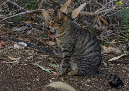 A striped domestic cat observes its surroundings, poised among the wild greenery in the late afternoon light.