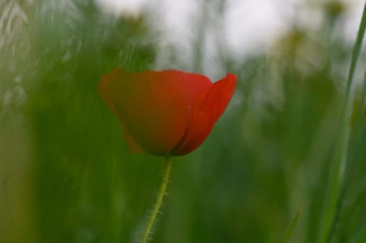 A red poppy stands out beautifully against a backdrop of soft green grass, illuminated by the fading light of evening.