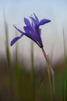 A striking purple flower gracefully rises above the surrounding grass during twilight, capturing a moment of beauty.