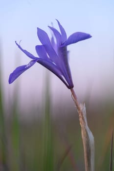 Delicate purple petals unfurl in the morning light, surrounded by gentle greenery in a serene outdoor setting.