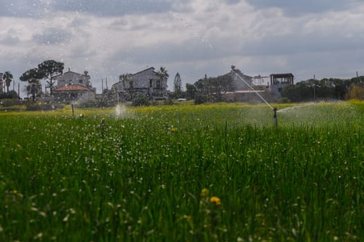 Water sprays over vibrant rice plants as homes stand watch against a moody sky, capturing nature's harmony and care.