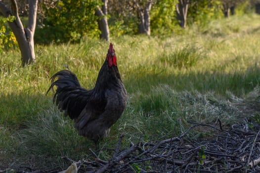 A striking rooster confidently walks through a lush grassy field, showcasing its vibrant plumage in full sunlight.