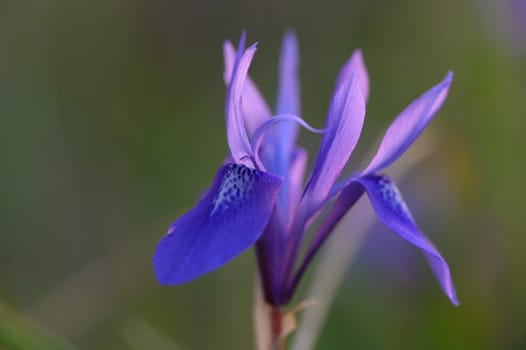 Delicate petals unfurl in shades of purple, showcasing nature's beauty in a tranquil meadow bathed in soft light.