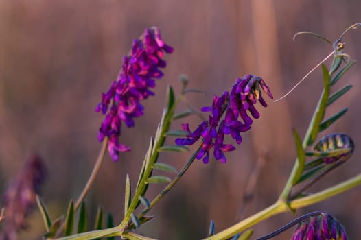 Delicate purple blossoms emerge amidst lush green leaves as the sun sets, creating a peaceful natural atmosphere.