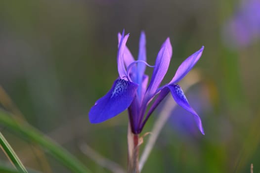 Vibrant purple flowers open to greet the morning light in a serene meadow filled with lush greenery.