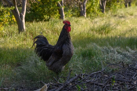 A majestic rooster displays its vibrant plumage while roaming freely in a lush, green environment surrounded by trees.
