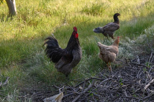 Chickens and a rooster roam freely in a lush green meadow, basking in the warm glow of the evening sun.