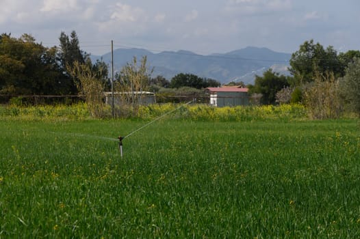 A vibrant rice field is being carefully irrigated while majestic mountains loom in the background under a sunny sky.