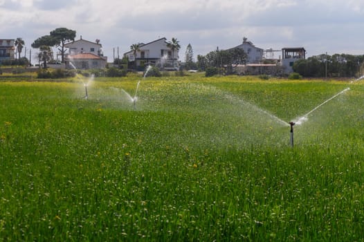 Water sprays from irrigation systems onto lush green fields, surrounded by charming houses under a clear sky.
