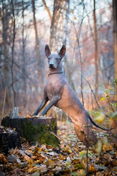 Xolo brown hairless dog (xoloitzcuintle, Mexican hairless dog), portrait in the park outdoors, on a stump, on its hind legs