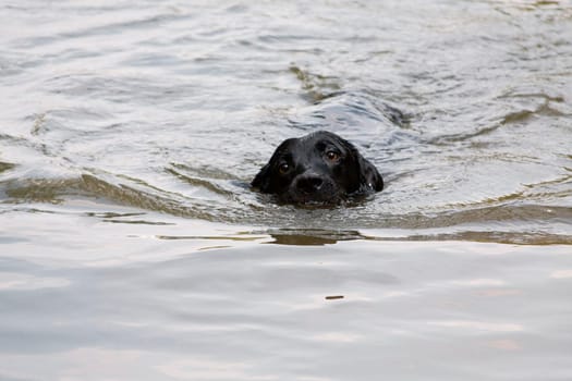 Labrador Retriever is a breed of dog. It was originally bred as a hunting gun dog. Labradors are used in hunting, as guide dogs, rescue dogs, but mainly as companions. The breed originates on the island of Newfoundland on the east coast of Canada.