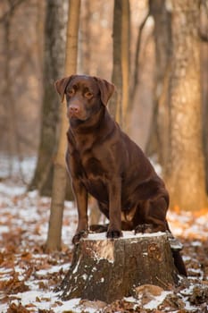 Labrador Retriever is a breed of dog. It was originally bred as a hunting gun dog. Labradors are used in hunting, as guide dogs, rescue dogs, but mainly as companions. The breed originates on the island of Newfoundland on the east coast of Canada.