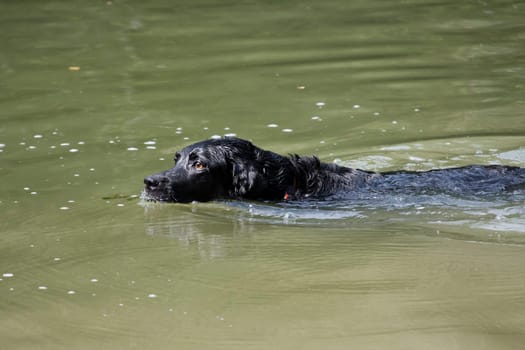 Labrador Retriever is a breed of dog. It was originally bred as a hunting gun dog. Labradors are used in hunting, as guide dogs, rescue dogs, but mainly as companions. The breed originates on the island of Newfoundland on the east coast of Canada.