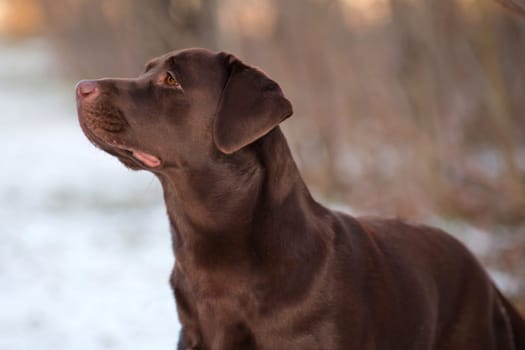 Labrador Retriever is a breed of dog. It was originally bred as a hunting gun dog. Labradors are used in hunting, as guide dogs, rescue dogs, but mainly as companions. The breed originates on the island of Newfoundland on the east coast of Canada.