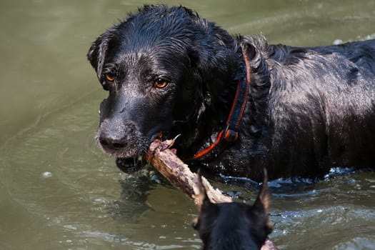 Labrador Retriever is a breed of dog. It was originally bred as a hunting gun dog. Labradors are used in hunting, as guide dogs, rescue dogs, but mainly as companions. The breed originates on the island of Newfoundland on the east coast of Canada.