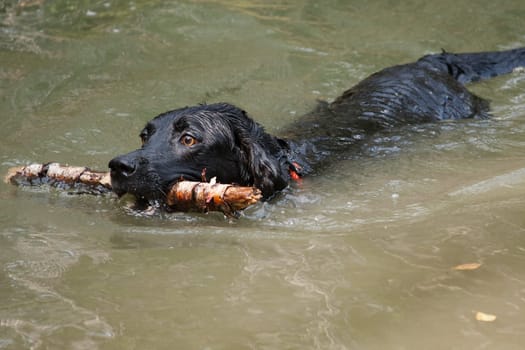 Labrador Retriever is a breed of dog. It was originally bred as a hunting gun dog. Labradors are used in hunting, as guide dogs, rescue dogs, but mainly as companions. The breed originates on the island of Newfoundland on the east coast of Canada.