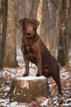 Labrador Retriever is a breed of dog. It was originally bred as a hunting gun dog. Labradors are used in hunting, as guide dogs, rescue dogs, but mainly as companions. The breed originates on the island of Newfoundland on the east coast of Canada.