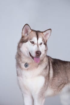 Alaskan Malamute - a fairly large dog of the native type, designed to work in harness