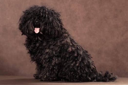 A little shaggy with dreadlocks black-brown bullet breed dog sits on a brown background