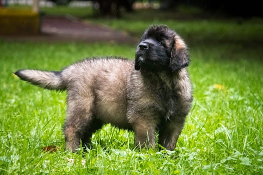 Leonbergers are very powerful dogs with a balanced temperament, can be used as guard dogs, companions, family dogs.