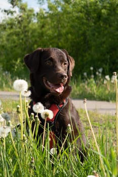 A smiling chocolate Labrador sits in a field of dandelions, happily looking at the camera and enjoying a warm summer day.