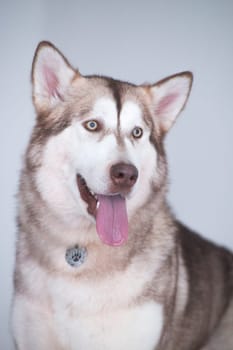Alaskan Malamute - a fairly large dog of the native type, designed to work in harness