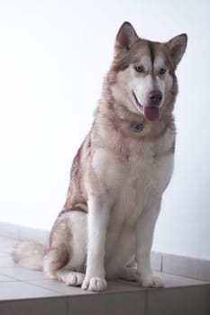 Alaskan Malamute - a fairly large dog of the native type, designed to work in harness
