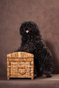 A small shaggy black-brown dog of breed bullet stands on a wicker chest on a brown background