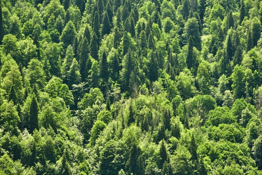 High mountain mixed forest of coniferous and deciduous trees on mountain slope in Abkhazia