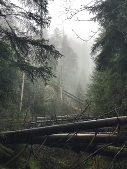 foggy forest in Zakopane . High quality photo