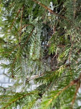Detailed close up of green evergreen tree branches with fine needles covered in ice. High quality photo