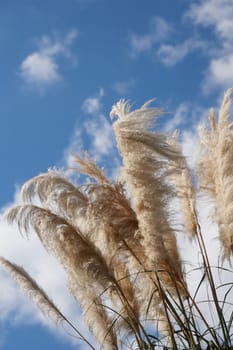 Pampas grass moves softly in the breeze against a clear blue sky.