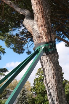 A sturdy support system is fixed to a tree in a lush park environment.