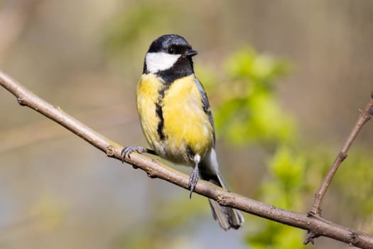 beautiful bird with yellow plumage, a great tit , the birds are singing