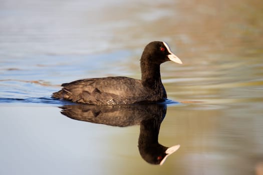 coot swimming on water with reflection , the birds are singing