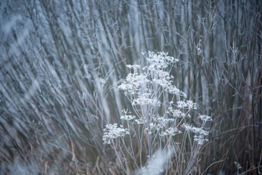 dry textured plant covered with white frost, beautiful textures, high humidity