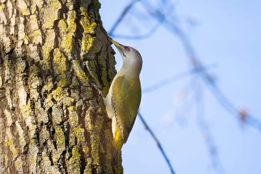 gray-haired woodpecker hiding on a tree trunk , the birds are singing