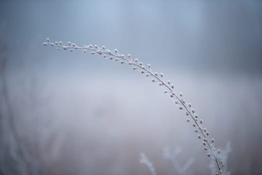 plant with a consistent pattern bends in a curve, beautiful textures, high humidity