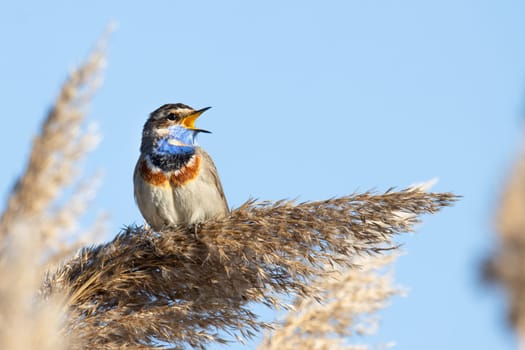 spring singing of the bluethroat bird , the birds are singing