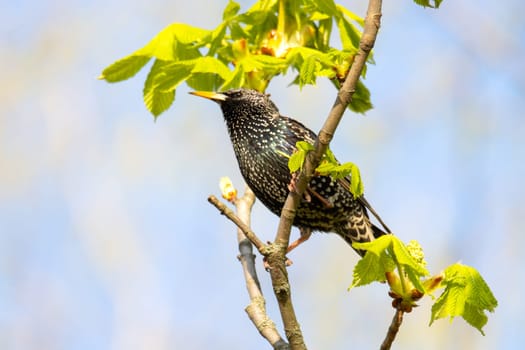 starling on a spring green branch , the birds are singing