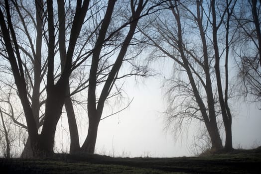 tall trees on the shore of a foggy lake, beautiful textures, high humidity