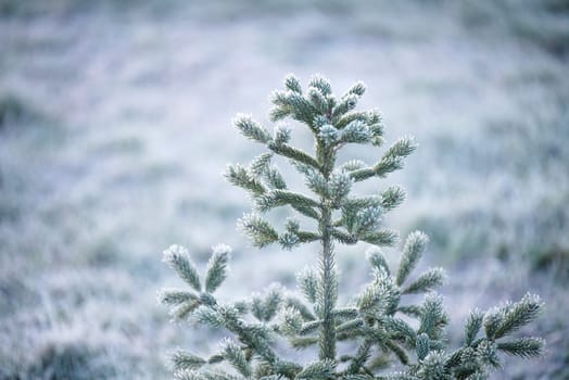 young spruce covered with frost on a foggy morning, beautiful textures, high humidity
