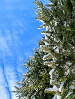 Evergreen tree branches with a light layer of snow stand under a bright blue sky with wispy white clouds, highlighting the natural beauty of winter.