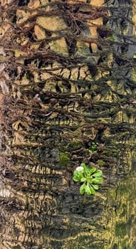 Detailed close up of textured palm tree trunk with rough bark and small green plant with flower