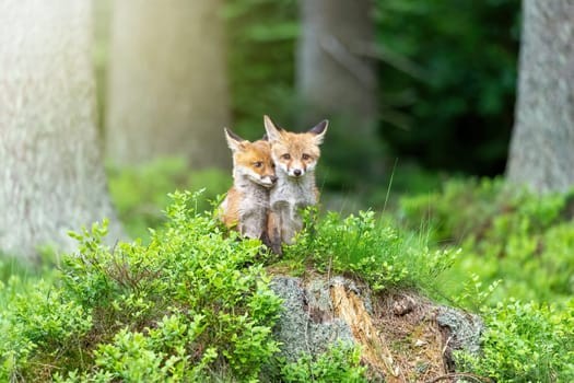 Pair of adorable  fox cubs is posing in the forest. Horizontally. 