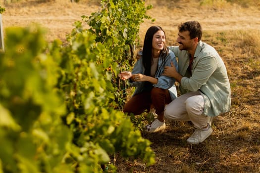 Under the warm sun, a couple smiles as they carefully pick ripe grapes among vibrant vines, sharing a delightful moment in a picturesque vineyard