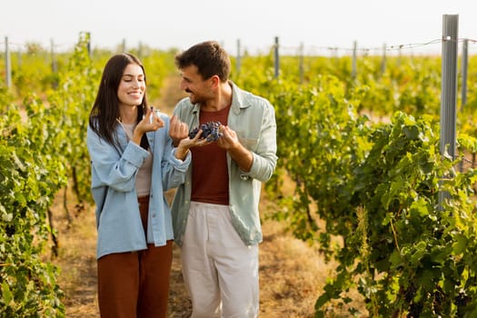 Under the warm afternoon sun, a couple strolls through a vineyard, joyfully sharing a moment as they admire a bunch of freshly picked grapes together in a peaceful landscape